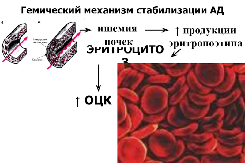 Патофизиология сосудистого тонуса презентация