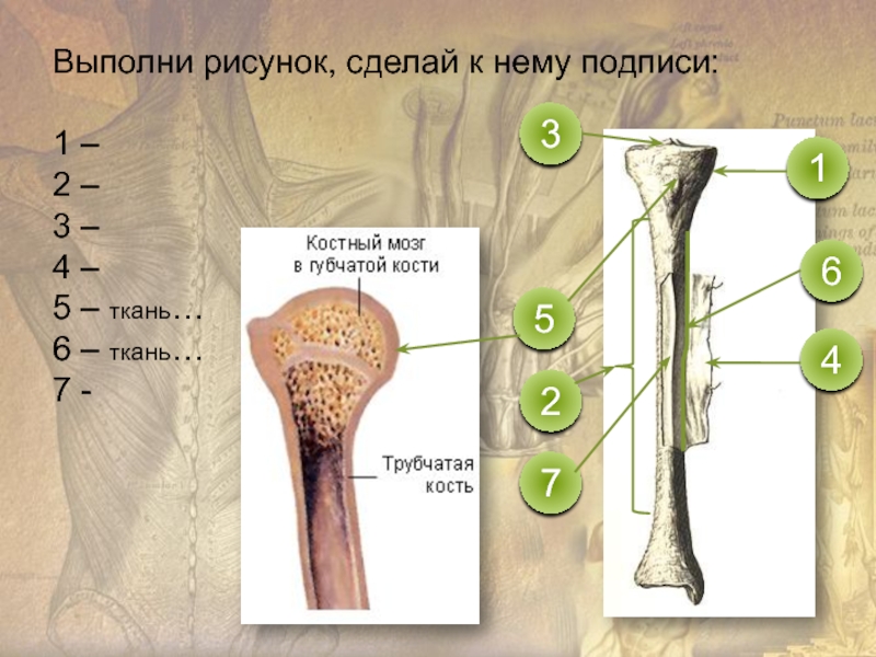 Рассмотрите кости. Строение кости человека. Внешнее строение кости человека. Строение кости человека рисунок. Строение кости с подписями.