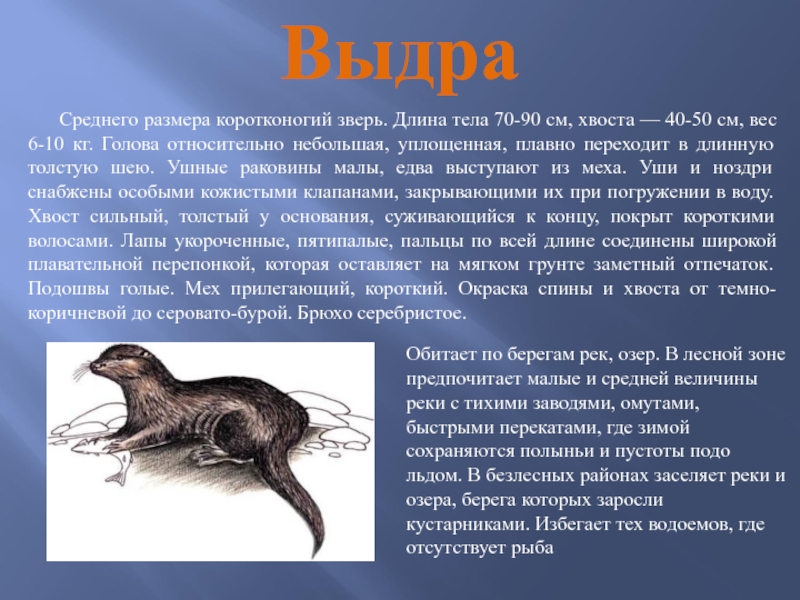 ВыдраСреднего размера коротконогий зверь. Длина тела 70-90 см, хвоста — 40-50 см, вес 6-10 кг. Голова относительно