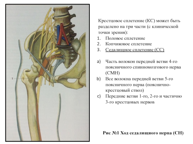 Пояснично крестцовое сплетение схема