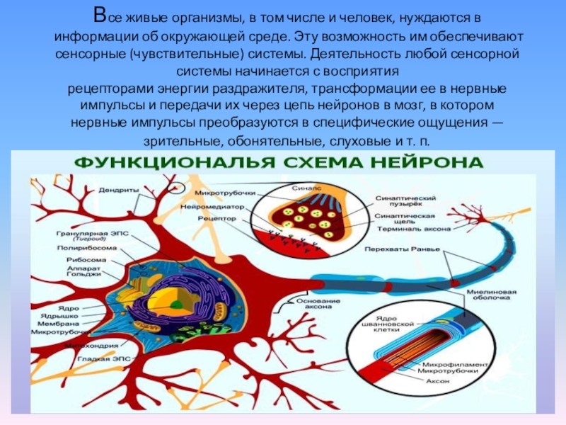 Презентация по биологии 8 класс орган равновесия мышечное и кожное чувство