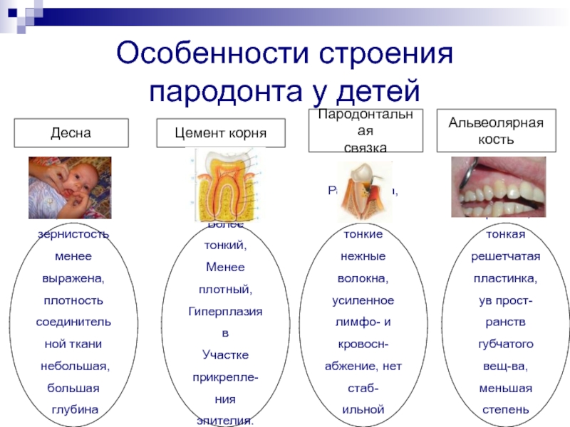 Классификация пародонта