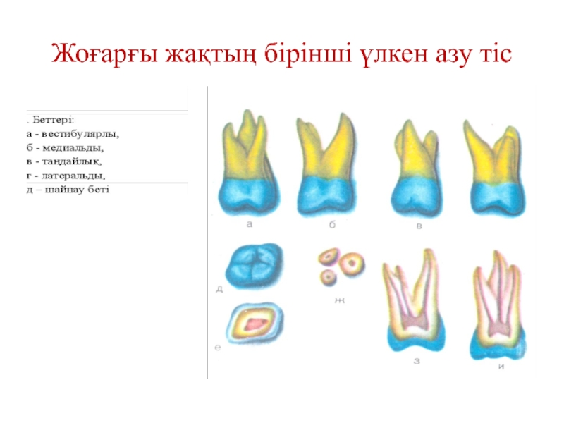 Тістем түрлері презентация