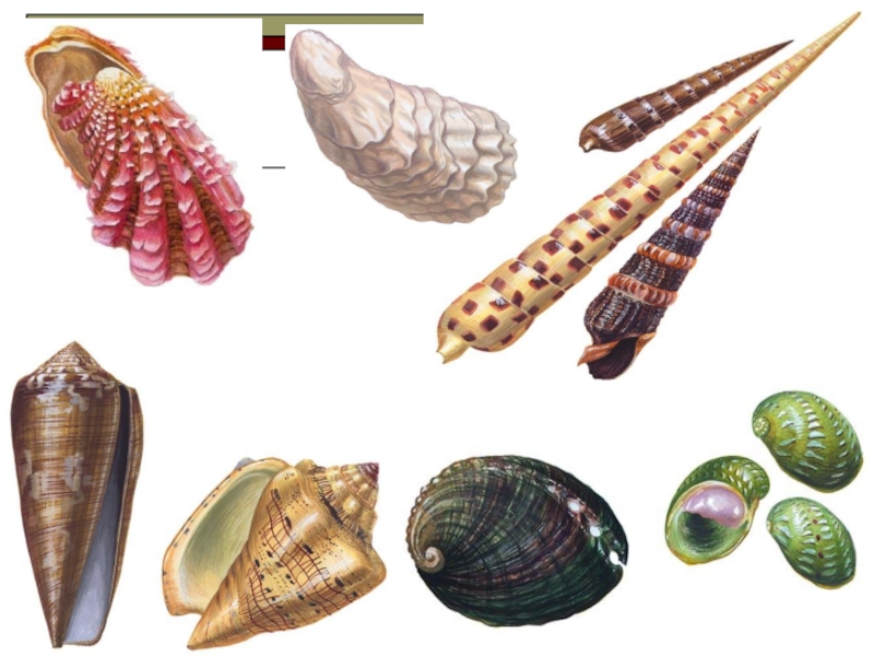 Группа моллюски представители. Моллюски представители. Тип моллюски мягкотелые. Моллюски или мягкотелые (лат. Mollusca. Чрезмерно подвижные морские моллюски представители.