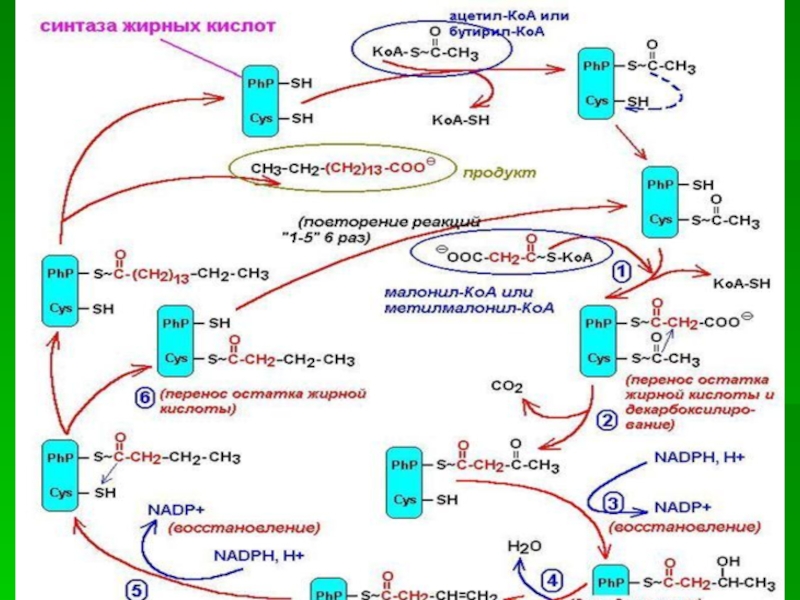 Биосинтез жирных кислот схема