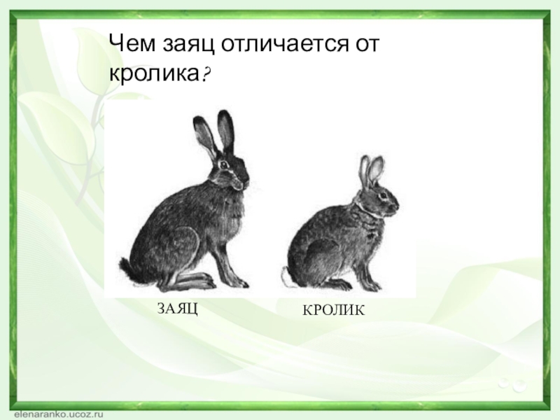 Какое главное различие белки и зайца