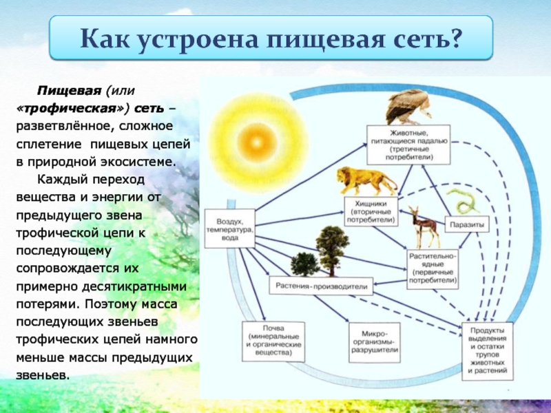 Пищевая сеть изображенная на схеме