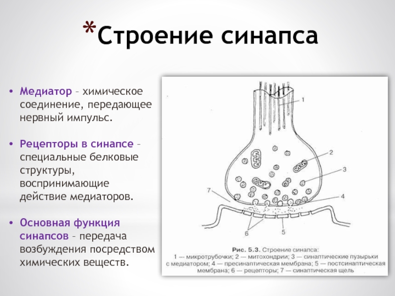 Реферат: Синапсы (строение, структура, функции)