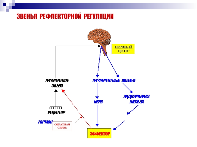 Рефлекторная регуляция