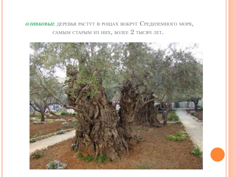  оливковые деревья растут в рощах вокруг Средиземного моря, самым старым из них, более 2 тысяч лет. 