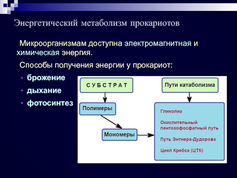 Энергетический обмен веществ