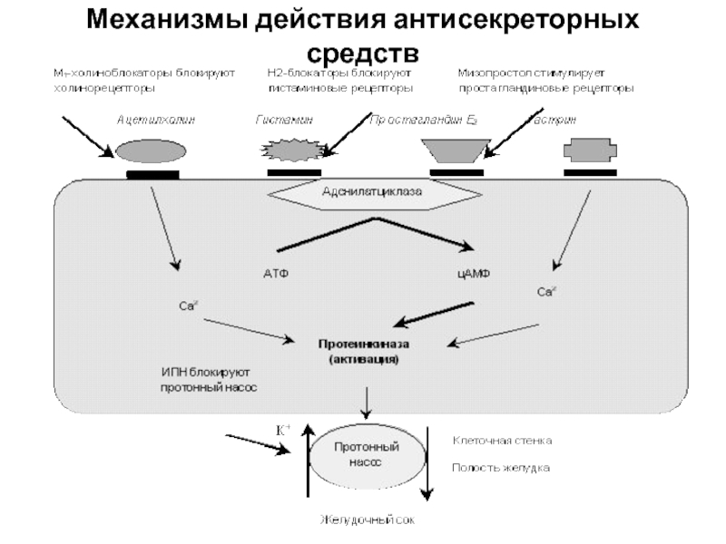 Механизм действия труда