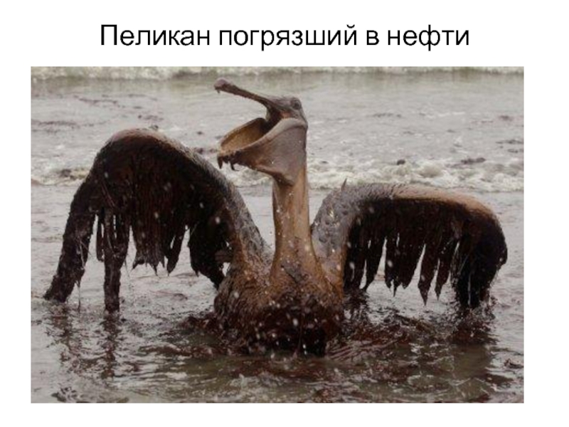 Пеликан погрязший в нефти