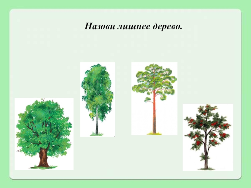Две группы деревьев. Деревья для дошкольников. Лиственные деревья для дошкольников. Что лишнее деревья. Четвертый лишний деревья.