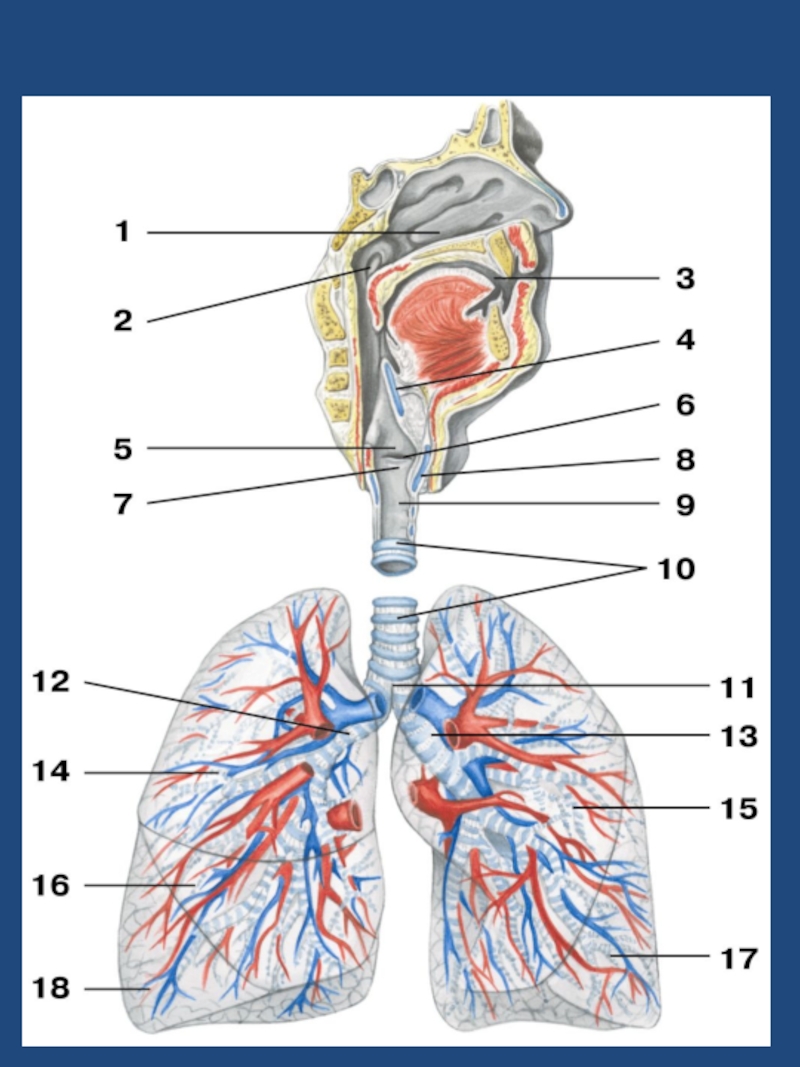 Где находятся легкие. Дыхательная система анатомия легких. Дыхательная система человека атлас. Дыхательная система анатомия бронхи. Дыхательная система человека анатомия атлас.