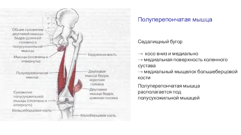 Сухожилие полусухожильной мышцы. Полуперепончатая мышца коленного сустава. Коленный рефлекс полусухожильная мышца. Полуперепончатой мышцы коленного сустава. Полуперепончатая мышца бедра.