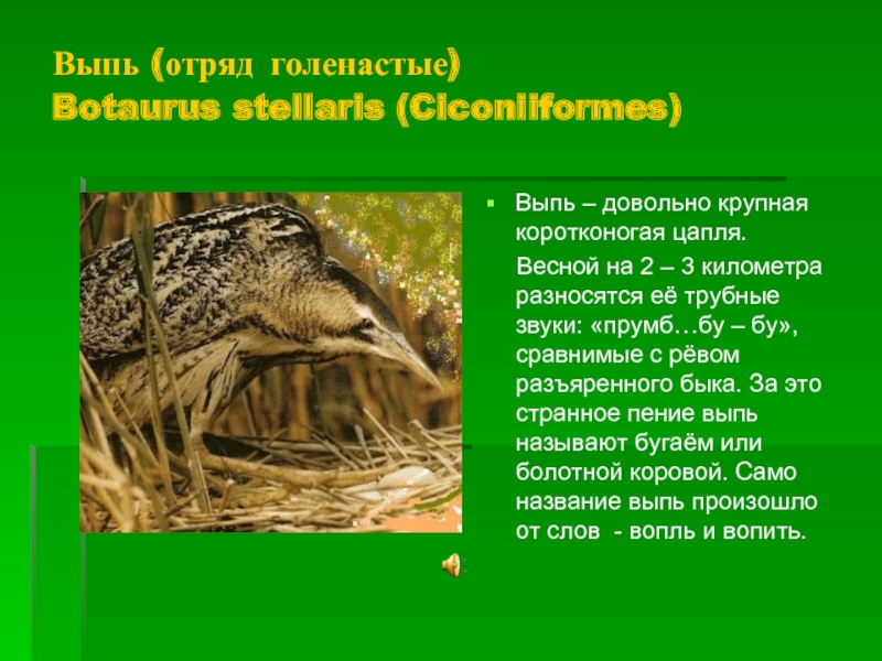 Выпь (отряд голенастые)  Botaurus stellaris (Ciconiiformes)Выпь – довольно крупная коротконогая цапля.   Весной на 2