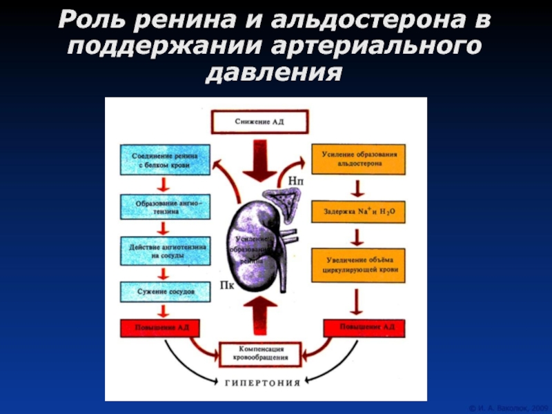 Эффект давления. Регуляция артериального давления почками. Функция почек регуляция артериального давления. Роль почек в регуляции артериального давления. Альдостерон влияние на давление.