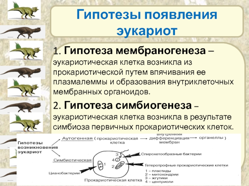 Появление эукариотических организмов