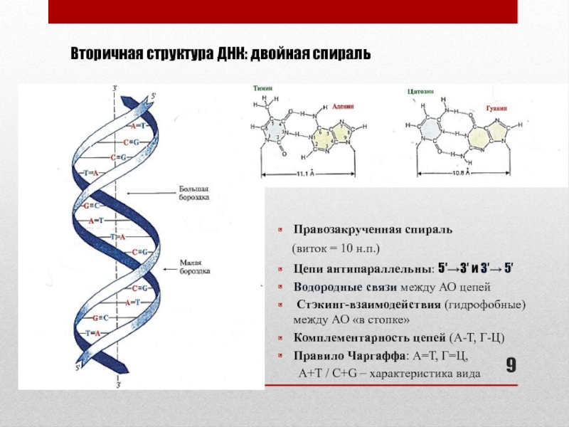 Связь между цепями днк