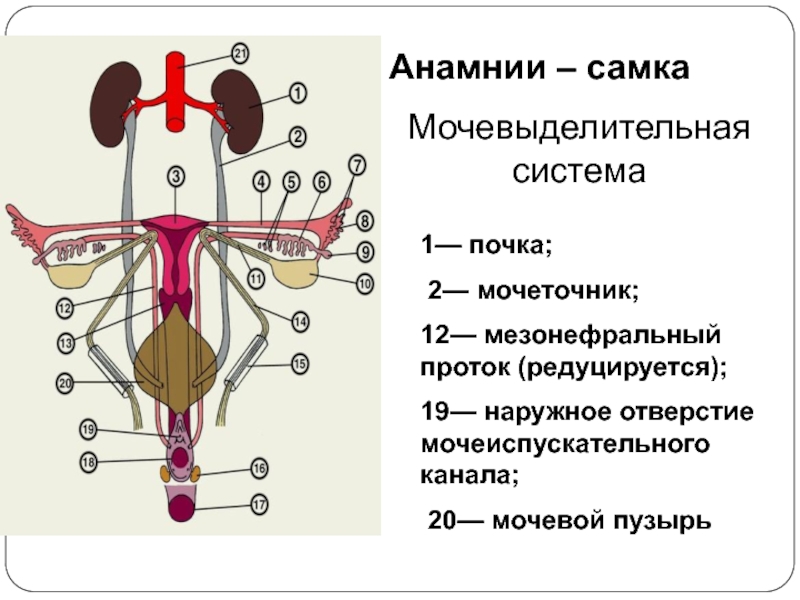 Филогенез выделительной системы презентация