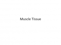 Muscle Tissue