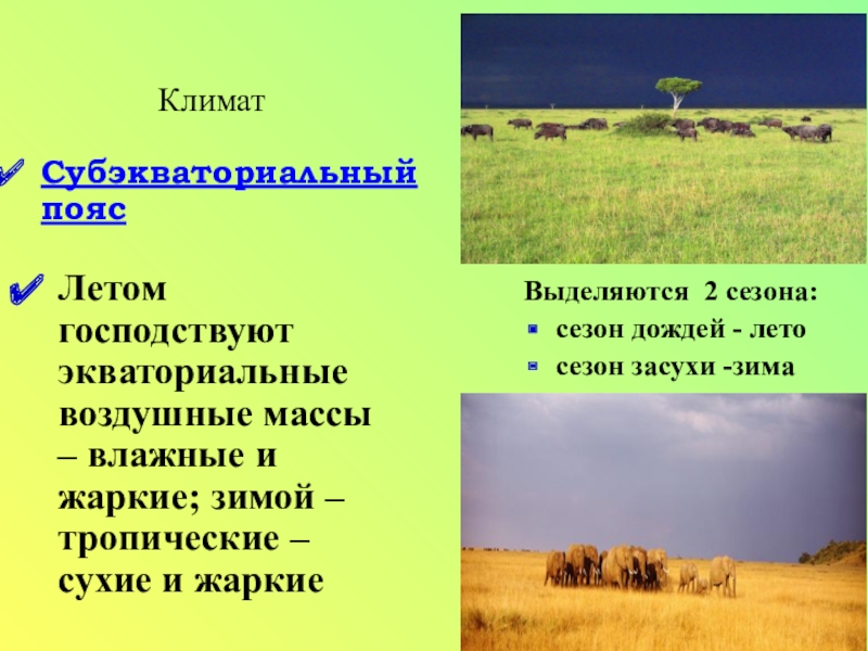 Жарче суше влажнее. Субэкваториальный климатический пояс. Летом в субэкваториальном поясе господствуют воздушные массы. Субэкваториальный климат летом и зимой. Субэкваториальный пояс зима и лето.