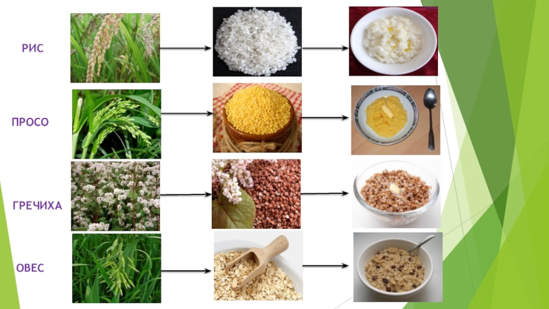 Рис или гречка. Гречка растение пшено. Рис и просо. Просо гречка. Просо и гречиха.
