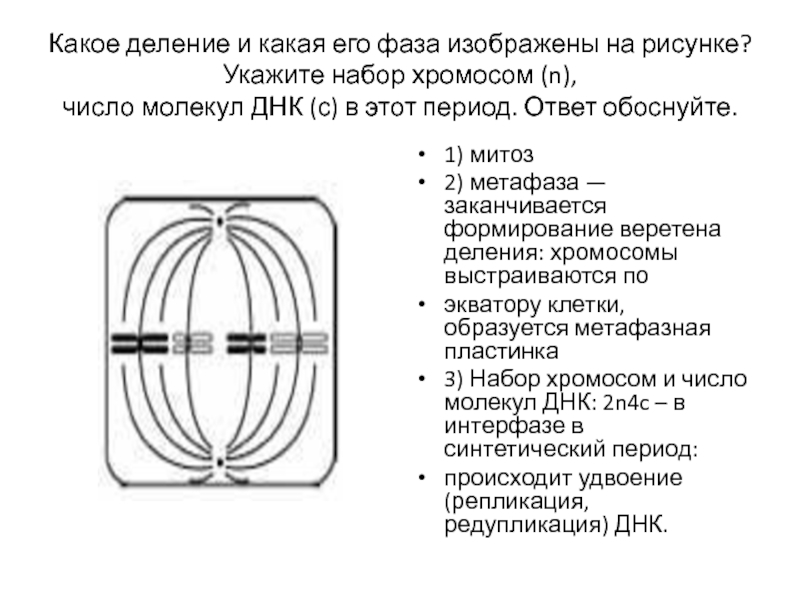 Какая фаза и какой тип деления