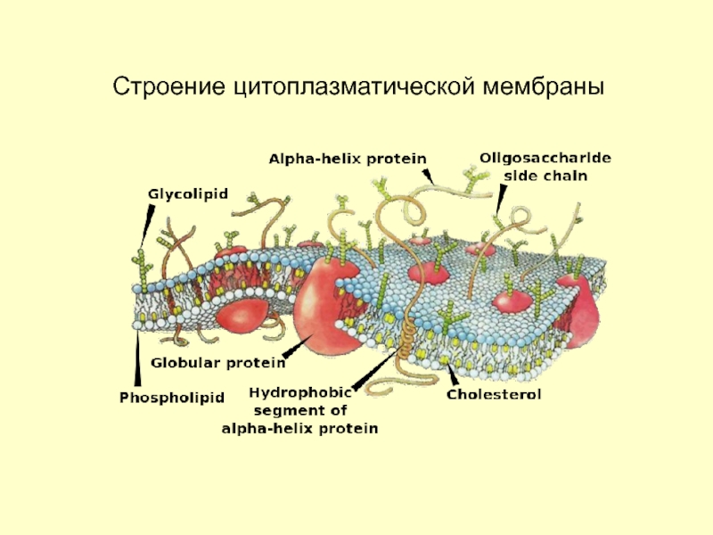 Цитоплазматическая мембрана рисунок