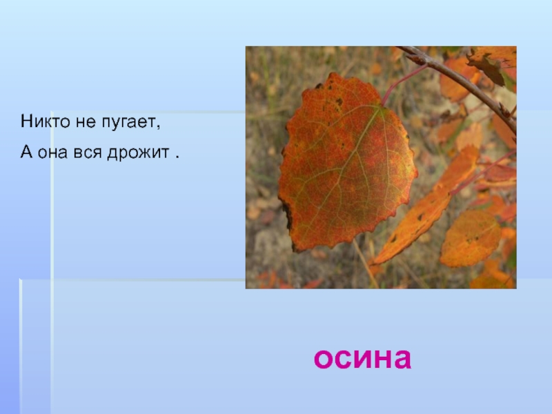 Никто не пугает а вся дрожит. Осина окружающий мир. Загадка про осину. Загадка про осину короткие.