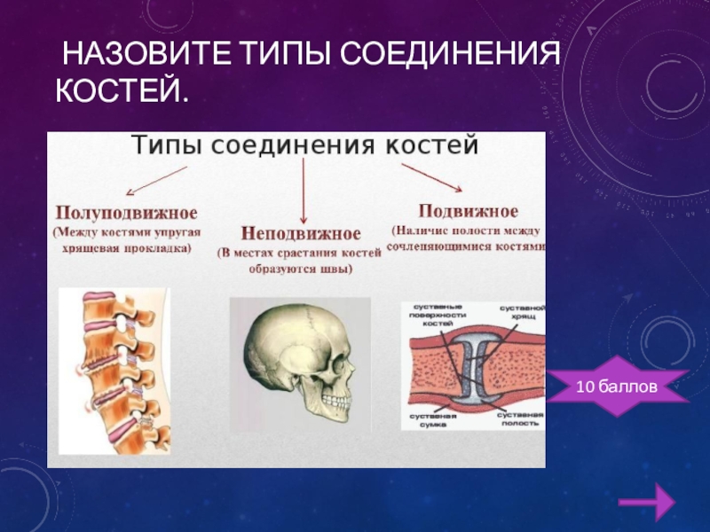 Обратите внимание на соединение костей между собой