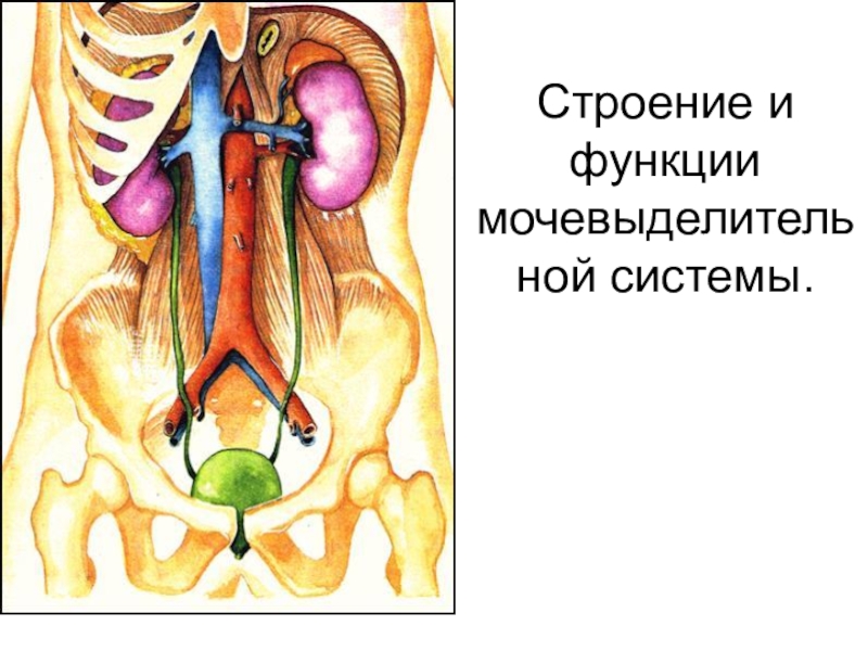 Технологическая карта мочевыделительная система строение и функции