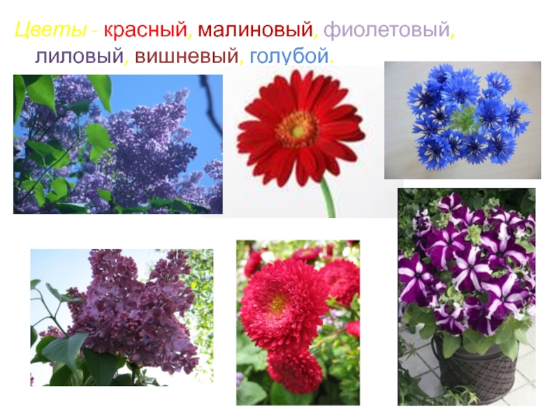 Цветы - красный, малиновый, фиолетовый, лиловый, вишневый, голубой.