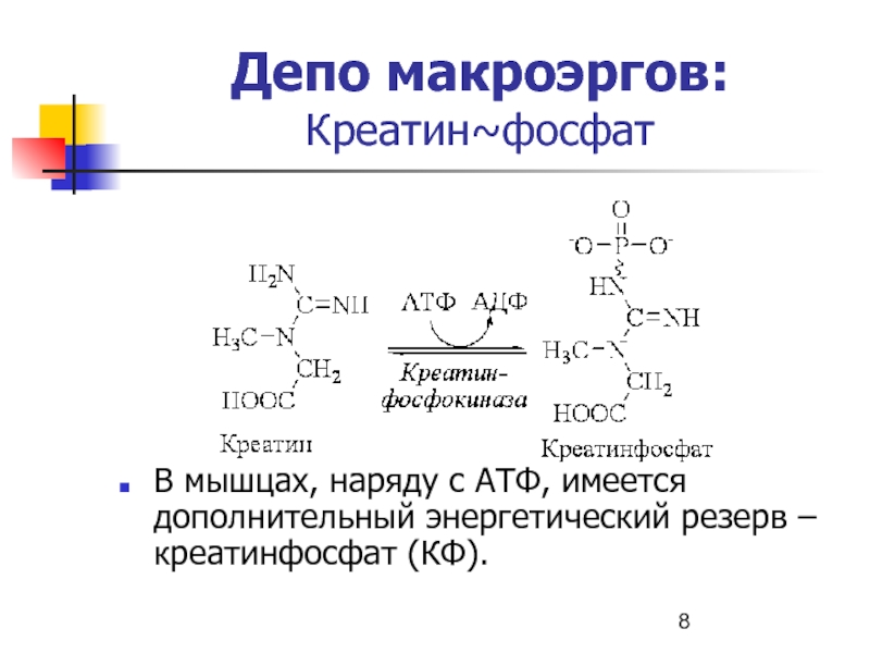 Роль креатинфосфата. Макроэргические соединения биохимия. Типы макроэргических соединений. Креатинфосфат. Креатин и АТФ связь.