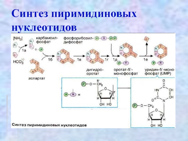 Синтез нуклеотидов схема