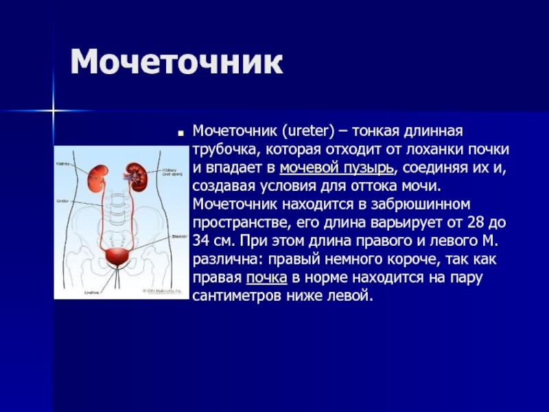 Камни в мочеточнике отзывы. Мочеточник. Мочеточник у мужчин строение. Строение мочеточника у женщин. Размер мочеточника у женщин.