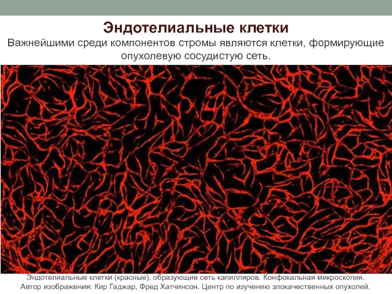 Красный образованный. Эндотелиальные клетки. Клетки эндотелия. Сосудистые эндотелиальные клетки. Строение эндотелиальных клеток.