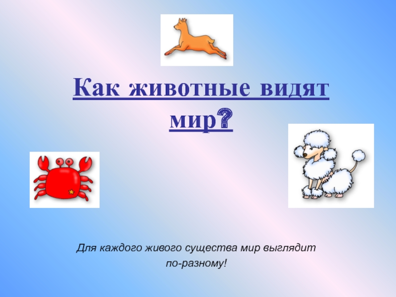 Презентация как видят животные