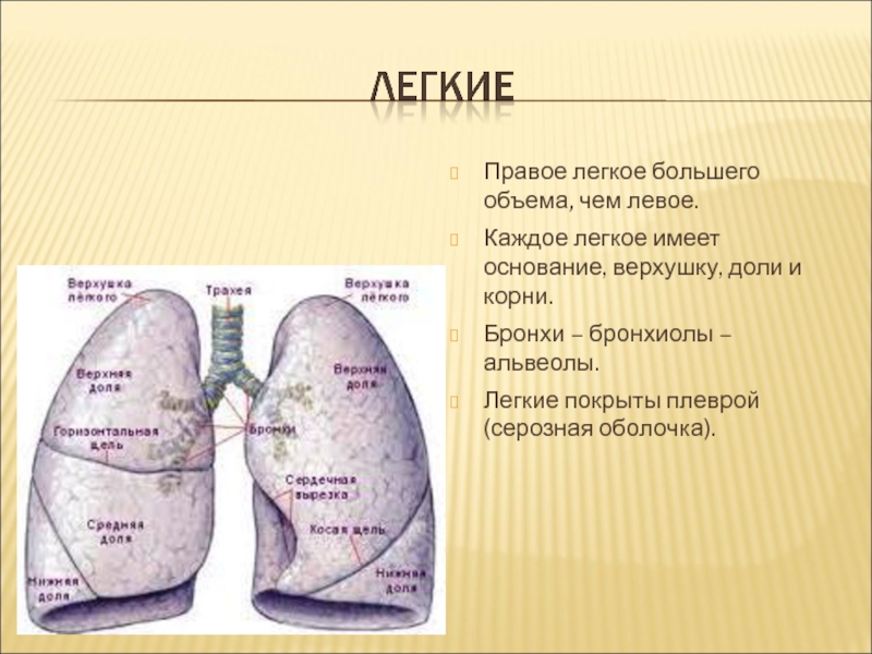 Размеры легких