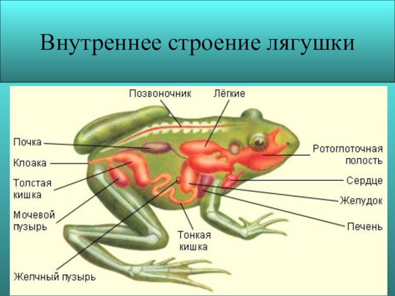 Строение лягушки рисунок. Анатомия лягушки. Травяная лягушка строение. Земноводные дышат кожей. Кровеносная система рыб и земноводных.