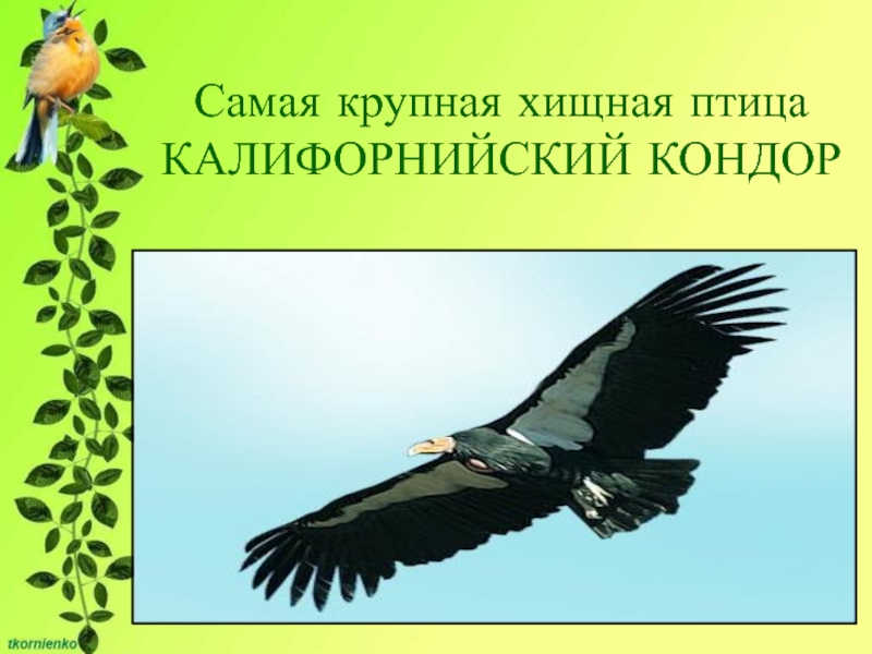 Самая крупная хищная птица КАЛИФОРНИЙСКИЙ КОНДОРМасса его тела достигает 12 кг, а размах крыльев – 2,8 м.