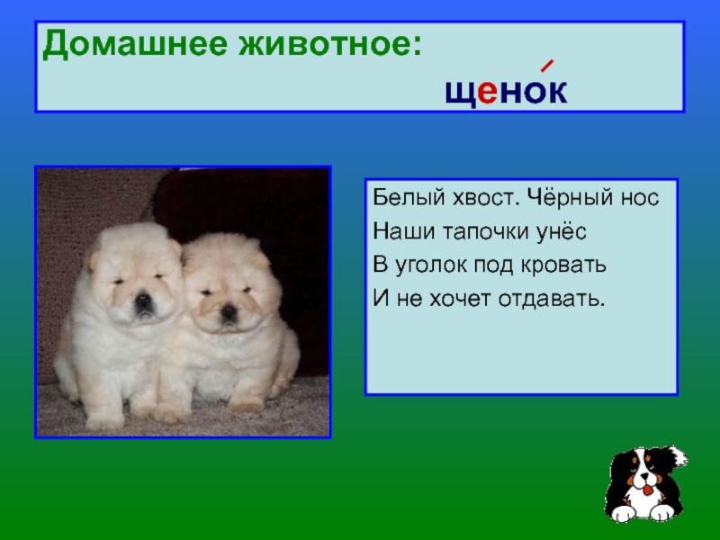 Зверек словарное слово. Щенок словарное слово. Словарные животные. Слово щенок. Словарные слова домашние животные.