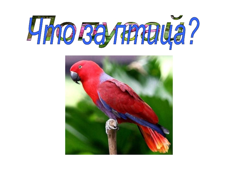 Что за птица? 5