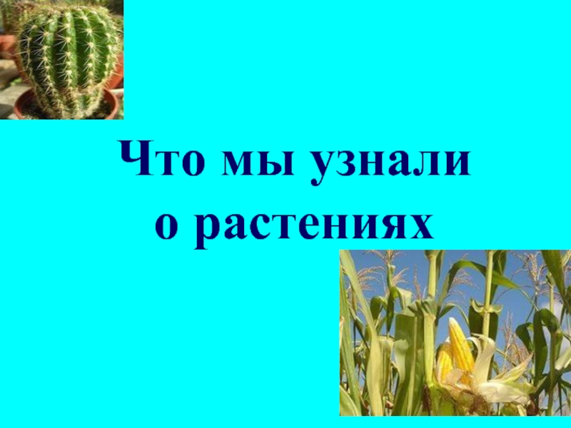 Что мы узнали о растениях