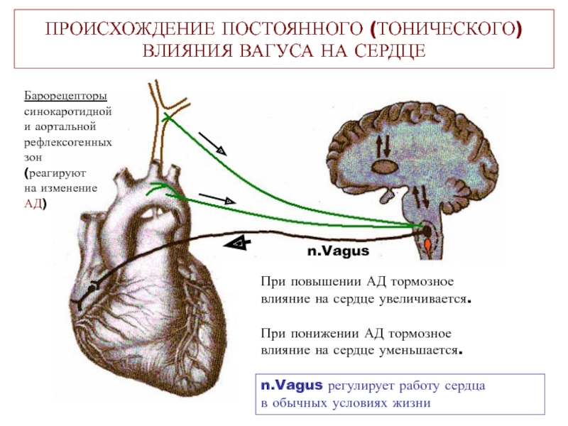 Повышенной нервно рефлекторной. При повышении тонуса блуждающих нервов на ЭКГ. Рефлексы блуждающего нерва. Повышение тонуса блуждающего нерва ЭКГ. Рефлекторное влияние на деятельность сердца.