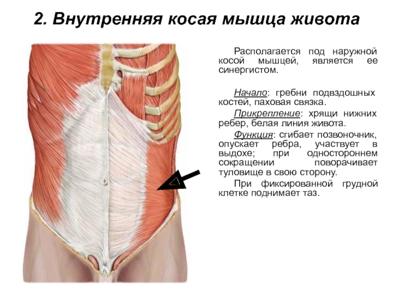 2. Внутренняя косая мышца животаРасполагается под наружной косой мышцей, является ее синергистом.Начало: гребни подвздошных костей, паховая связка.Прикрепление: