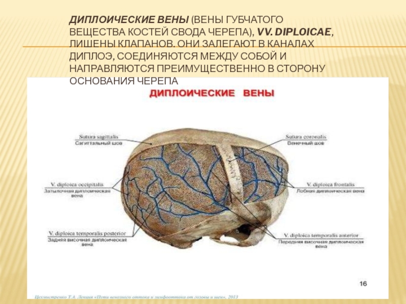 Венозный рисунок на голове у ребенка