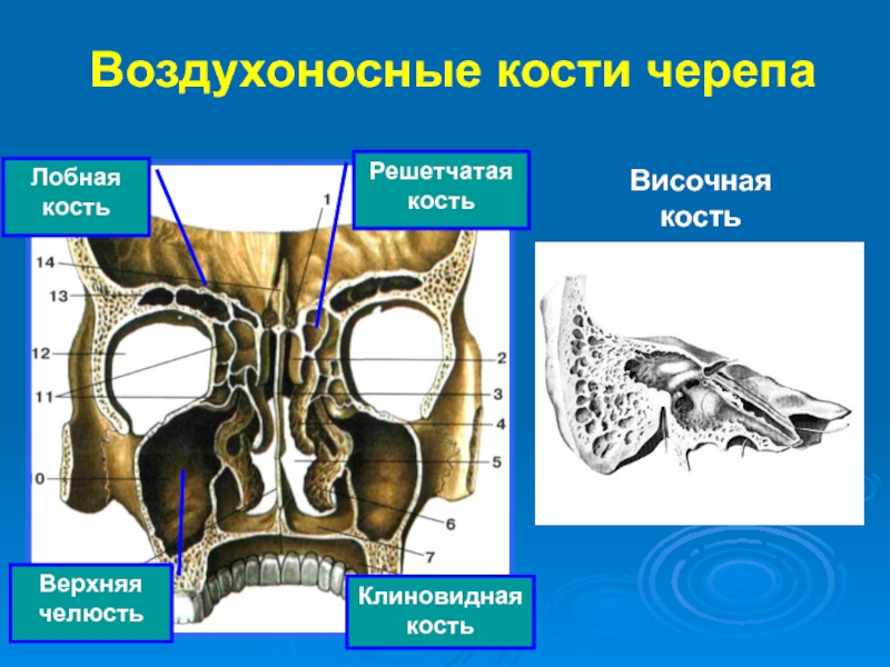 В полости черепа расположен. Воздухоносная пазуха клиновидной кости. Клиновидная кость черепа анатомия воздухоносные кости. Решётчатая кость черепа коиновидная. Пневматические воздухоносные кости черепа.