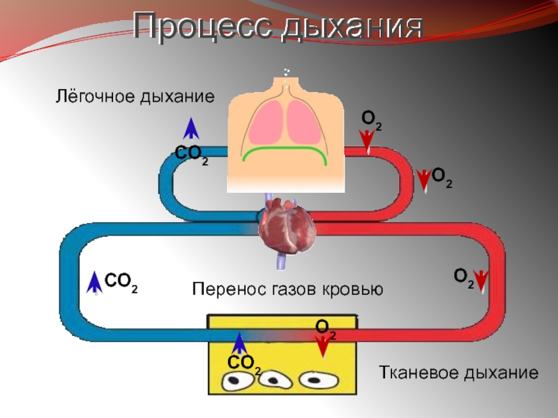 Картинки процесс дыхания